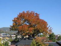 長野市保存樹木第１号に指定された井上醸造のケヤキ